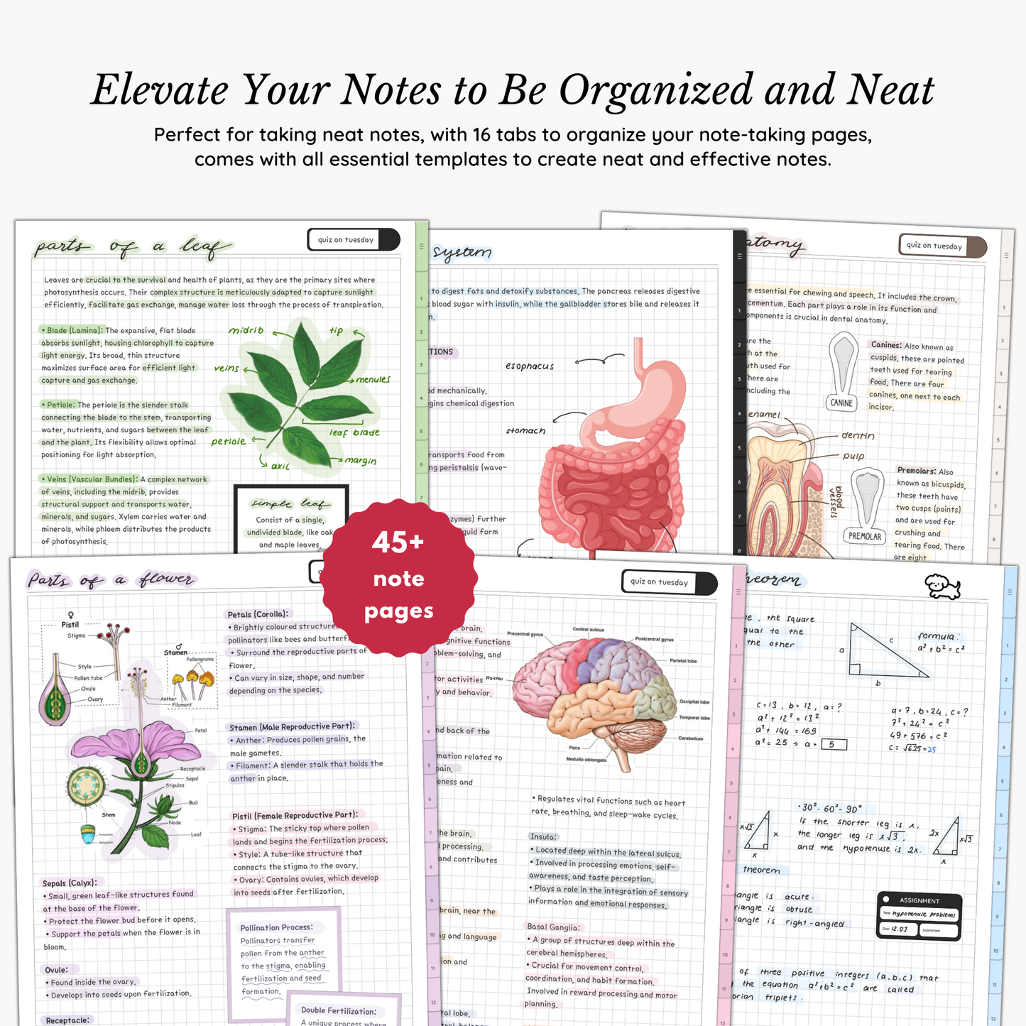 8 Digital Notebook & Planner BUNDLE
